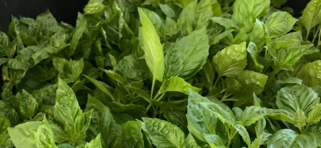 74209179_1398830540310112_1934539159894469398_o