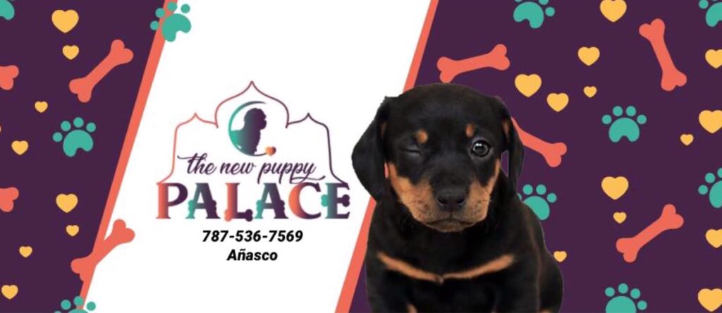 The New Puppy Palace